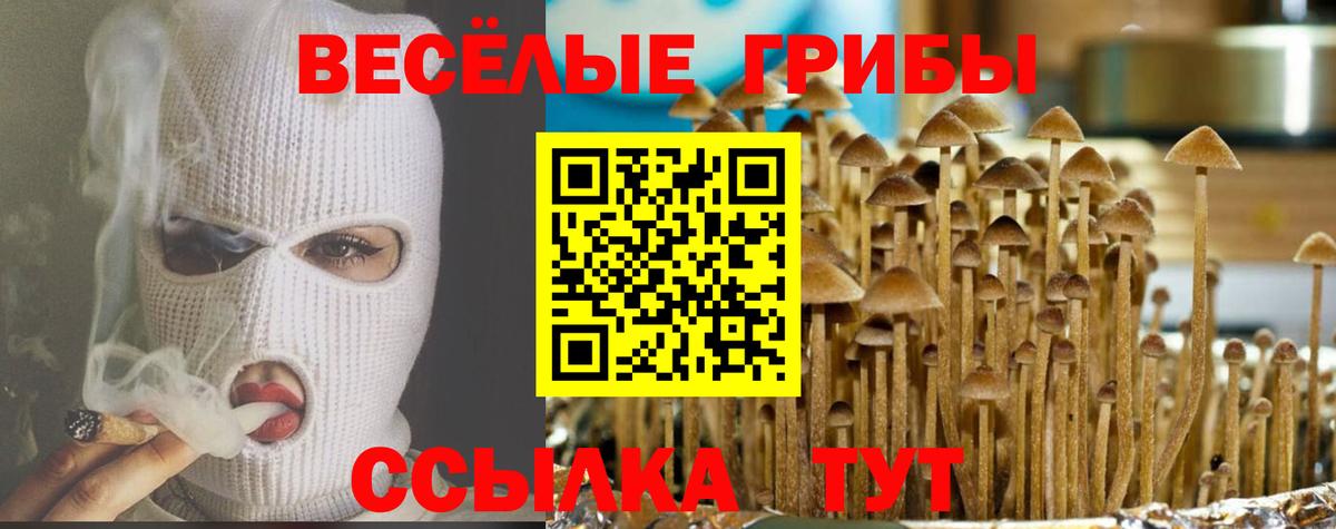 Галлюциногенные грибы Psilocybe Курчалой